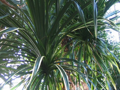 Pandanus veitchii