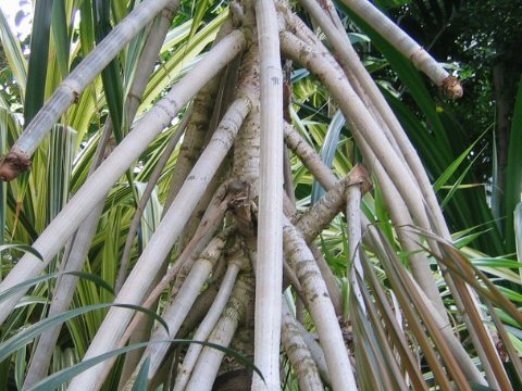 Pandanus veitchii