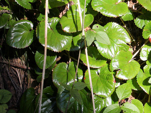 Rubus buergeri