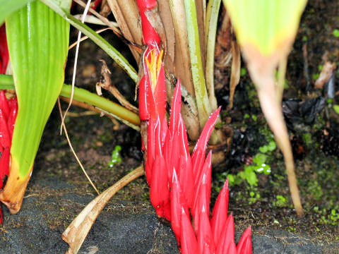 Pitcairnia corallina