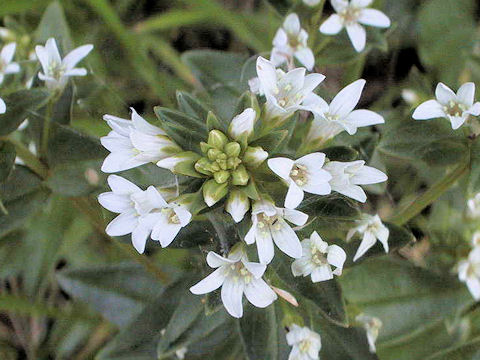 Lysimachia mauritiana