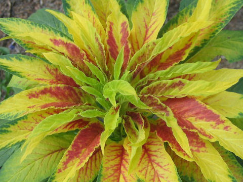 Amaranthus Tricolor ニシキソウ はどんな植物 Weblio辞書