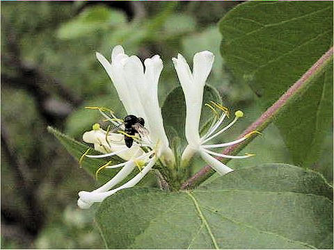 Amur Honeysuckleはどんな植物 Weblio辞書