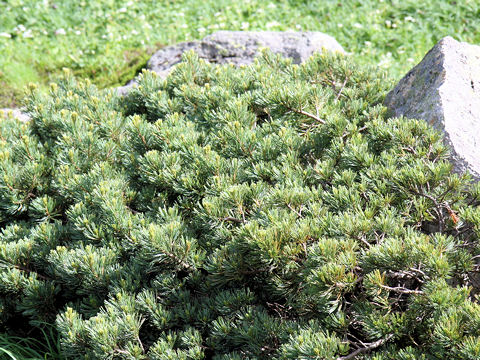 Dwarf Siberian Pineはどんな植物 わかりやすく解説 Weblio辞書