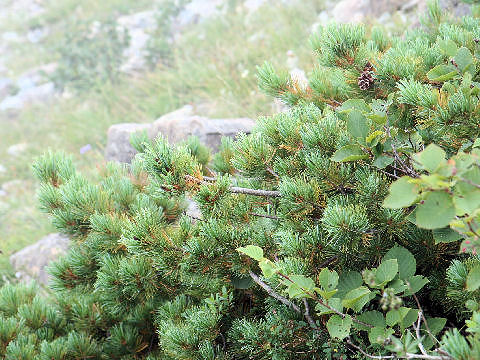 Dwarf Siberian Pineはどんな植物 Weblio辞書