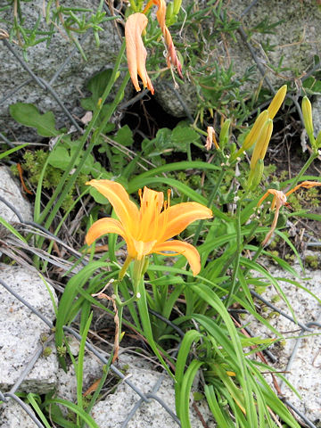 Hemerocallis fulva var. littorea