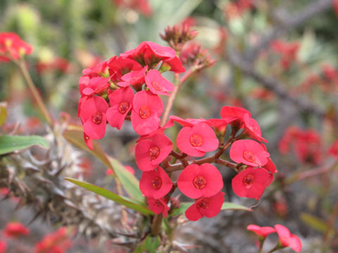 花麒麟 ハナキリン はどんな植物 Weblio辞書