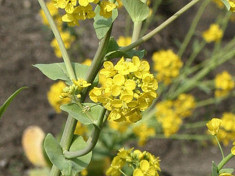 Brassica campestris var. amplexicaulis