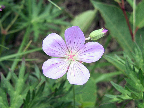 Geranium yesoense var. nipponicum