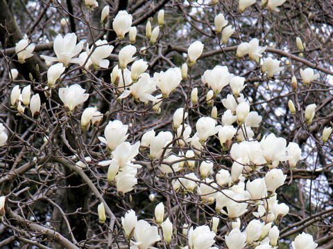 Magnolia heptapera