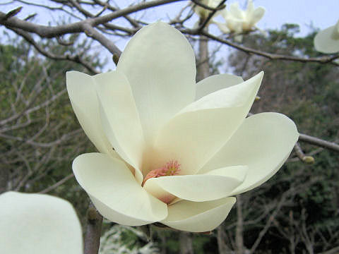 Yulan Magnoliaはどんな植物 Weblio辞書