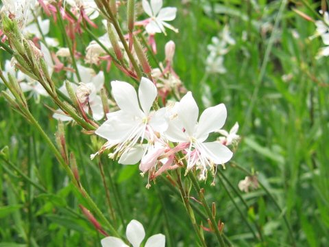 Gaura lindheimer