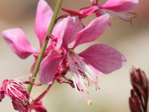 Gaura lindheimer