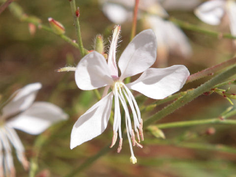 Gaura lindheimer