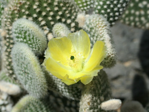 白桃扇はどんな植物 Weblio辞書