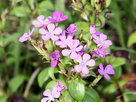 Dianthus japonicus