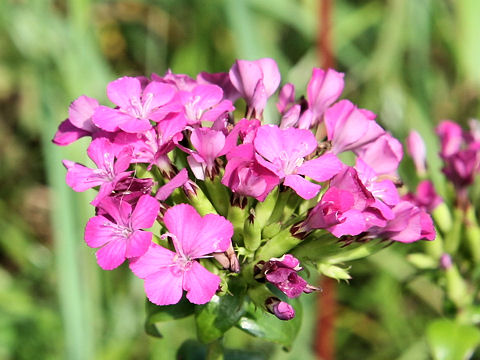 Dianthus japonicus