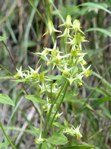 Halenia Corniculata ハナイカリ はどんな植物 わかりやすく解説 Weblio辞書