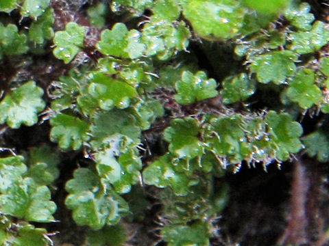 Chrysosplenium album var. stamineum