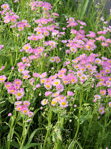 春紫苑 ハルジョオン とは何 Weblio辞書