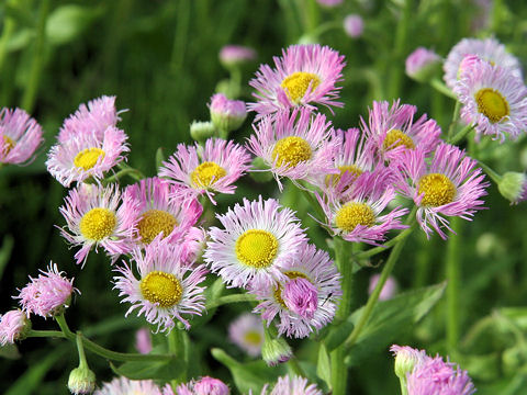 春紫苑 ハルジオン ハルジョオン とは何 わかりやすく解説 Weblio辞書
