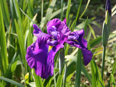 Iris ensata cv. 栄紫