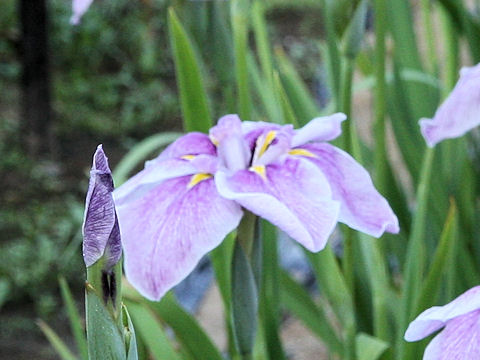 Iris ensata cv. 加茂の花