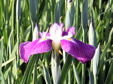 Iris ensata cv. 出羽娘