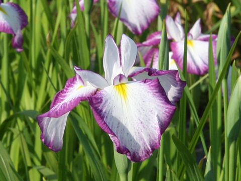 Iris ensata cv. 初紅