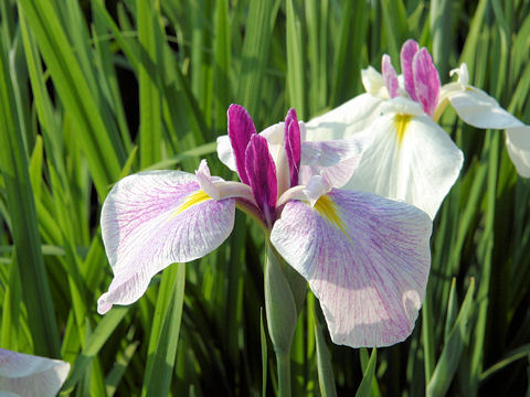 Iris ensata cv. 町娘