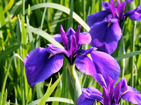 Iris ensata cv. 長井小紫