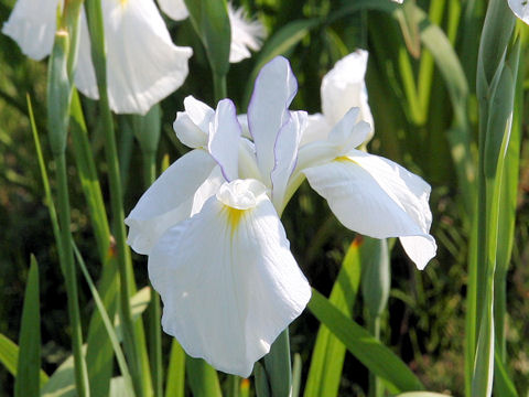 Iris ensata cv. 東笛