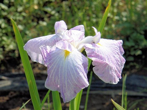 Iris ensata cv. 美吉野