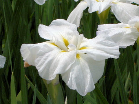 Iris ensata cv. 佐野の渡
