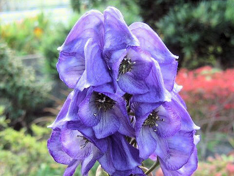 Aconitum chinense