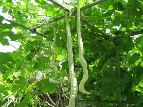 蛇瓜はどんな植物 わかりやすく解説 Weblio辞書