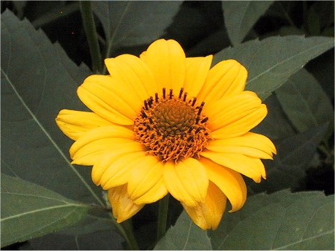 Helianthus atrorubens