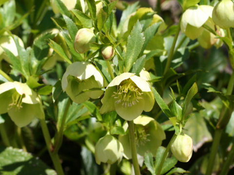 Helleborus orientalis