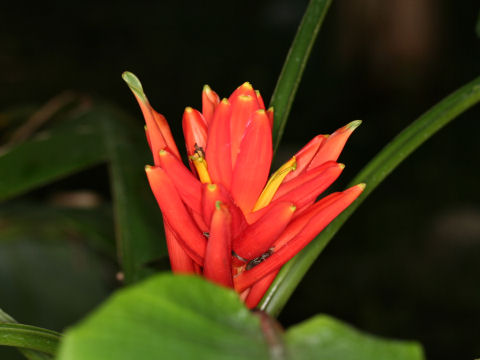 Musa coccinea