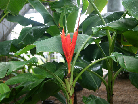 Musa coccinea