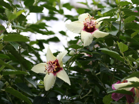 Hibiscus insularis