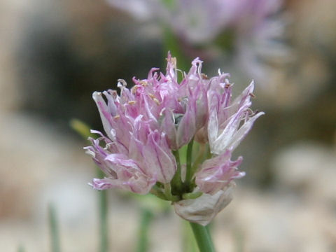 Allium schoenoprasum var. yezomonticola