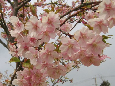 彼岸桜 ヒガンザクラ はどんな植物 Weblio辞書