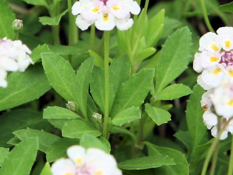 Lippia canescens var repens