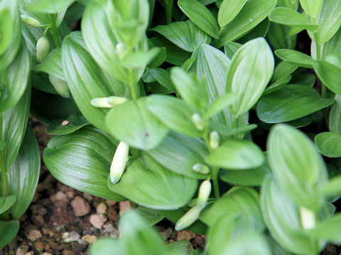 Polygonatum humile