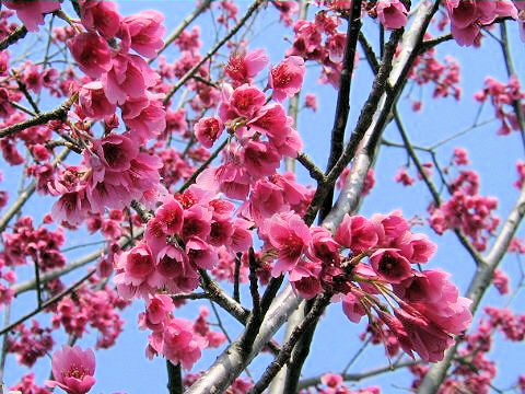 Prunus Cerasoides Var Campanulata カンヒザクラ はどんな植物 わかりやすく解説 Weblio辞書