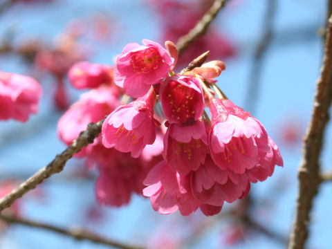 緋寒桜