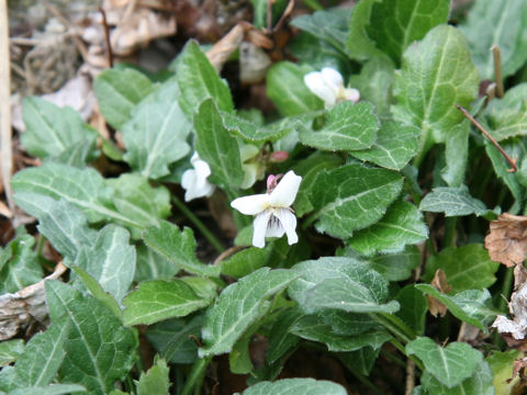 Viola yezoensis