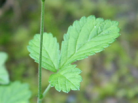 Agrimonia nipponica