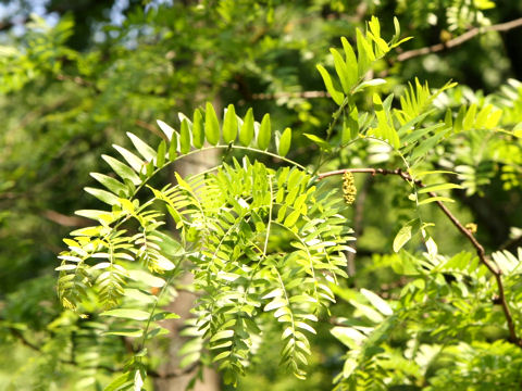 Gleditsia japonica var. stenocarpa